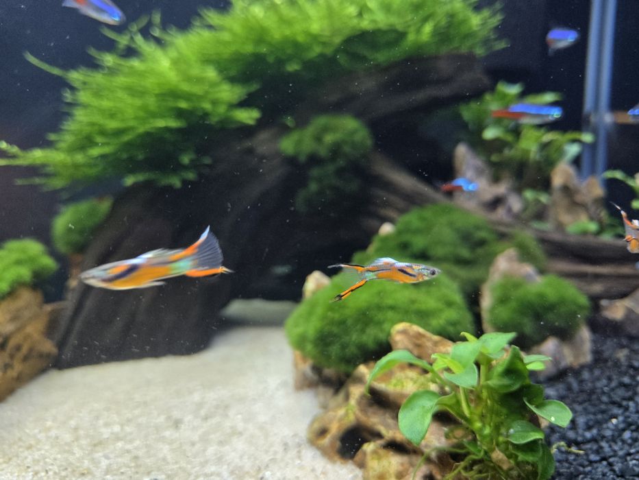 Gupiki Endlera rybki