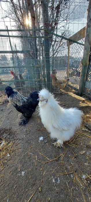 Kogutki silki szukają kurnika