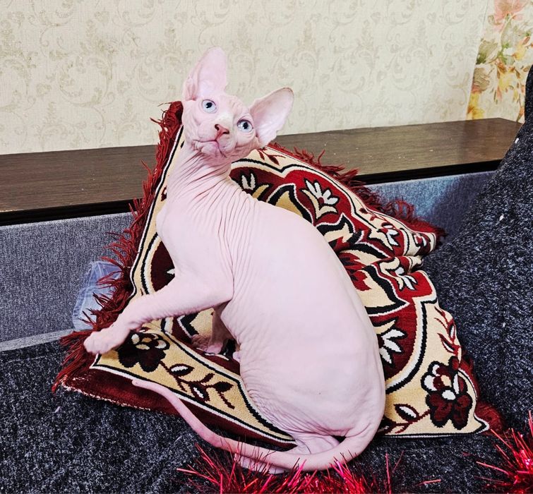 Котики і кішечки