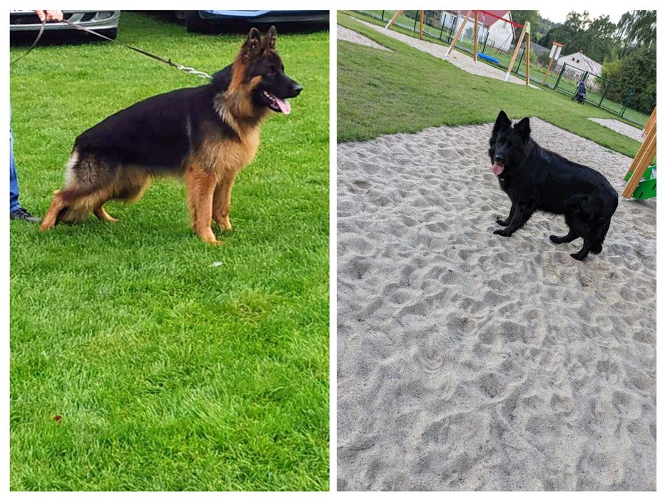 Owczarek niemiecki długowłosy