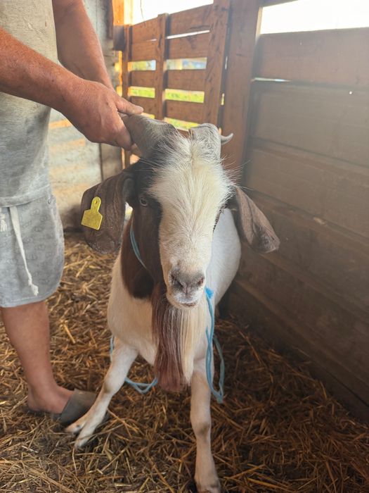 Cabrito macho de raça