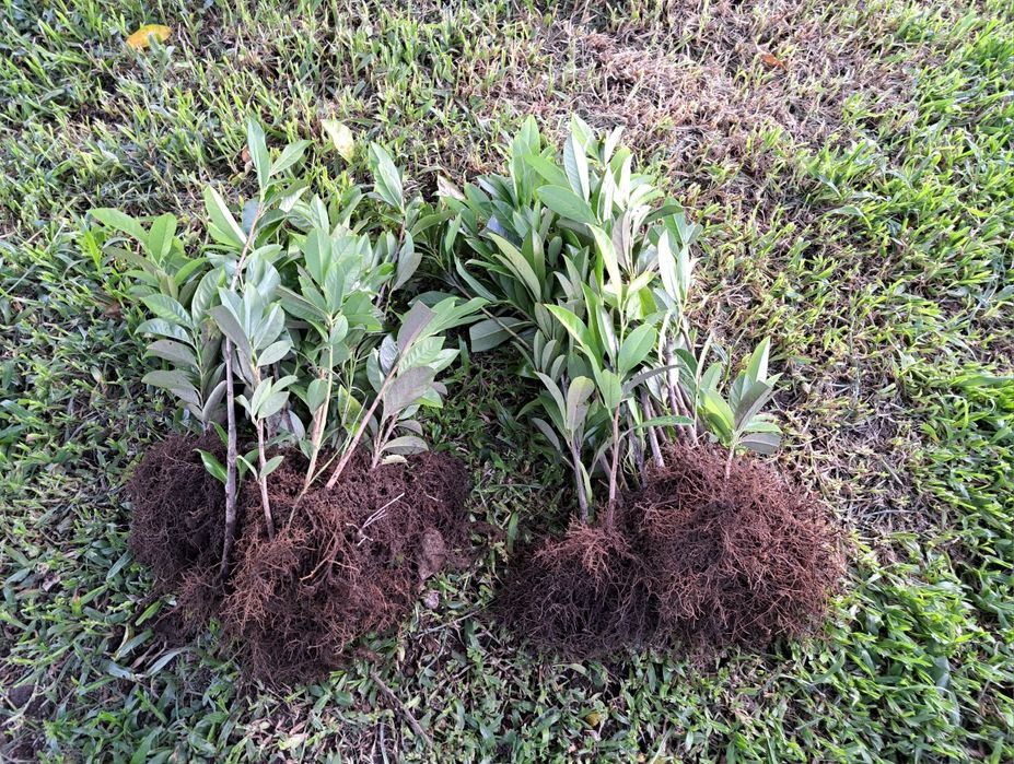 Louro cerejo ( lauros) para sebes