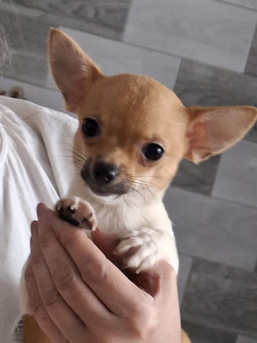 Chihuahua suka krótkowłosa