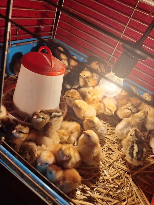 Jaja legowe 150 sztuk