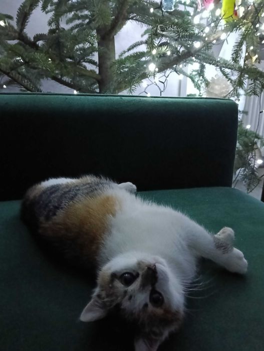 KRUSZONKA i CHAŁWA szukają tylko wspólnego domu! Adopcja razem