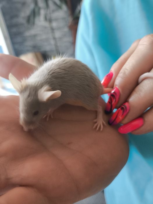 Rasowe myszki Black tan i silver tan