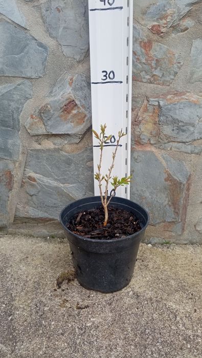 Romanzeira hicaz em vaso