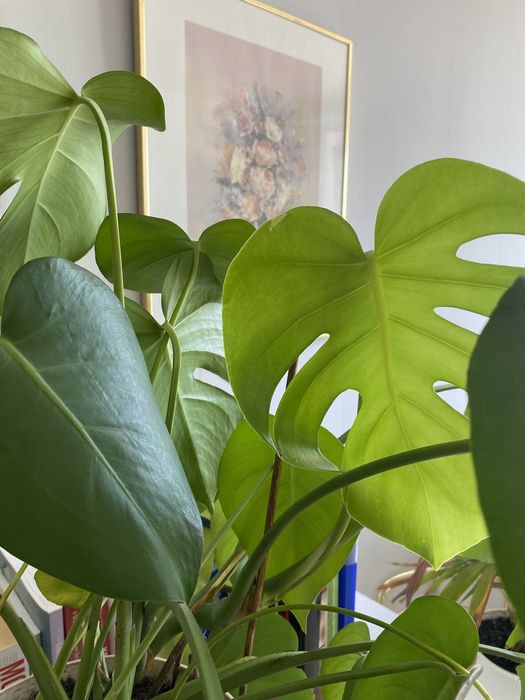 Monstera piekna duża kwiat