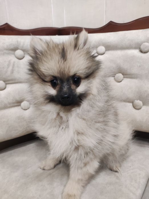 Детки шпицинятки