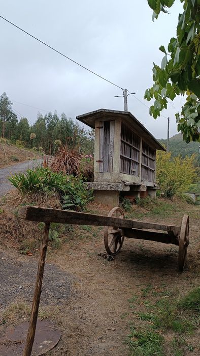 Carro de bois / vacas