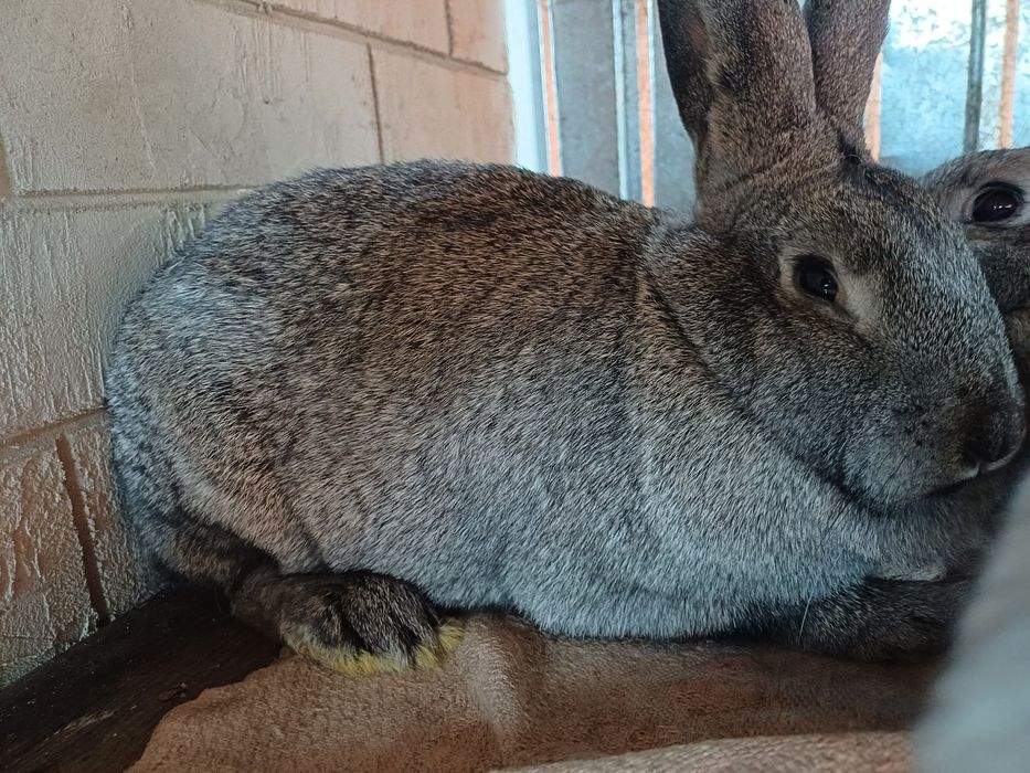 6  місячні самочки