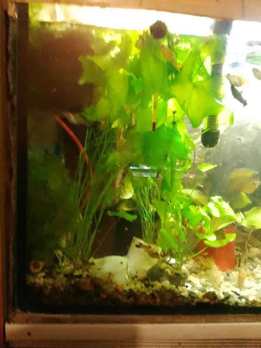 DUŻY 30 centymetrów - Taiwan Lotos - rośliny akwariowe