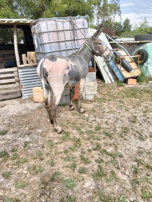 Vendo burro inteiro