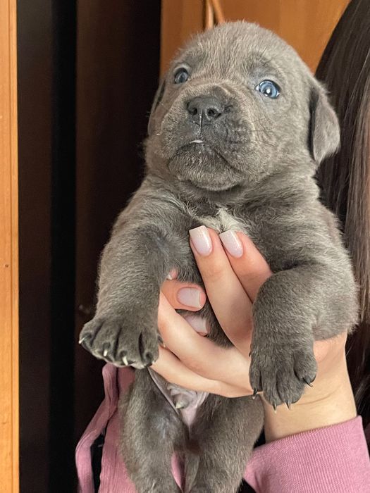 цуценята  породи Кане корсо.