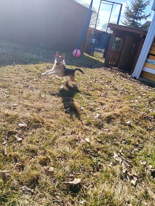 Dodam suczkę ma ok roku