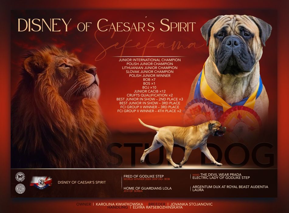 Bullmastiff Reproduktora ZKwP FCI