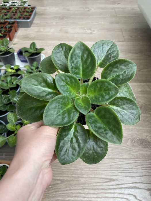 Гарнющі фіалки