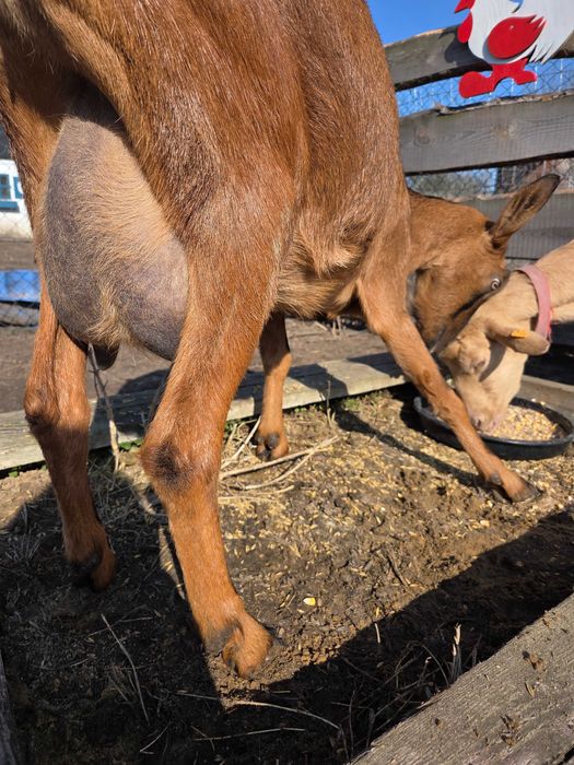 Koza alpejska mleczna