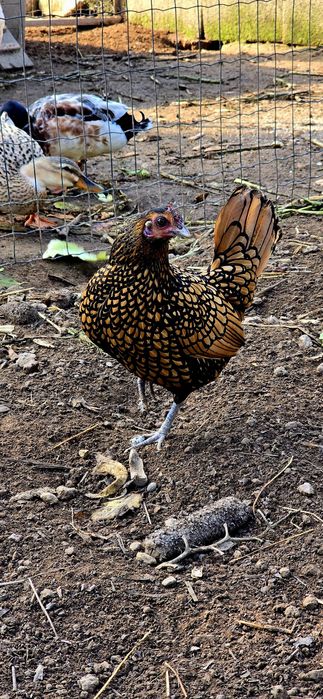 Ovos Sebright Dourada
