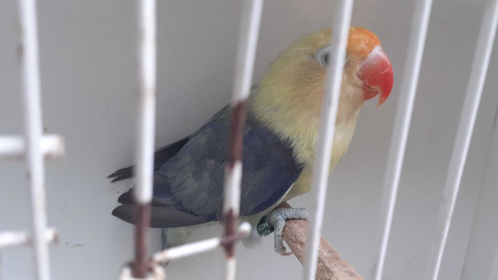 Agapornis fischer