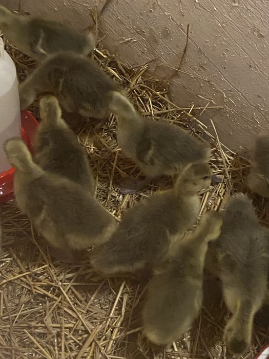 Gęsi landers, gąski