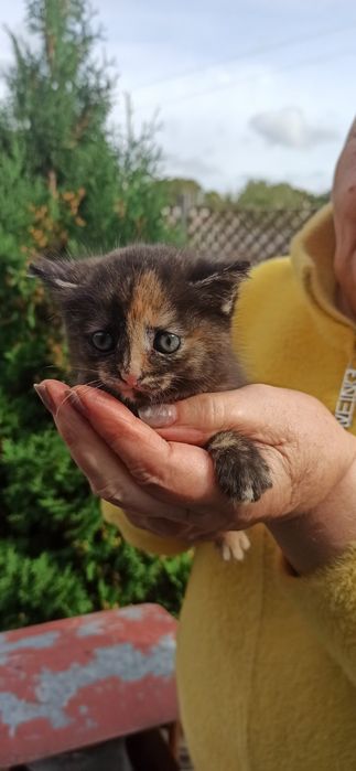 Віддам кошеня (дівчинка)