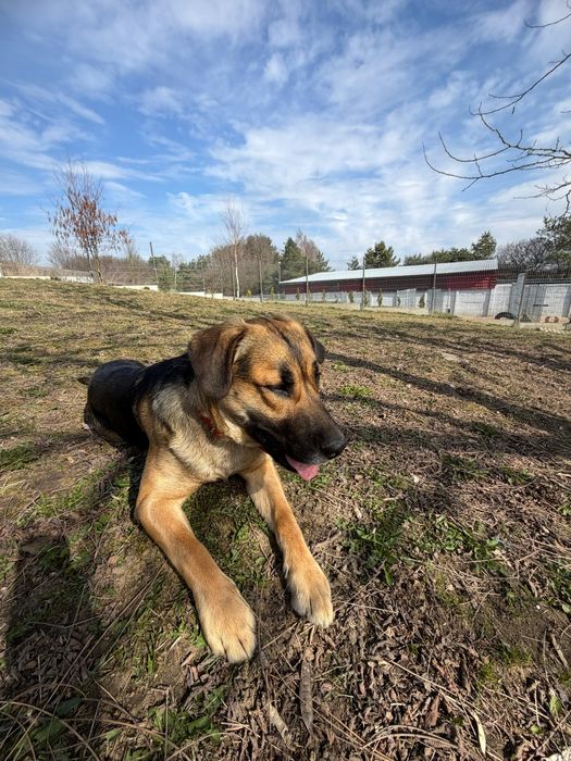 Enzo, 2 lata, w typie ogar polski
