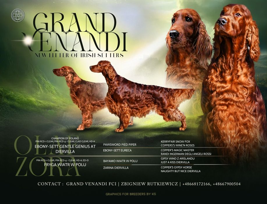 Seter irlandzki ZKwP