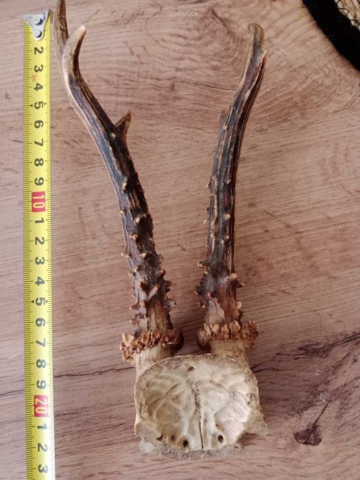 Вішалка Ріжки косулі