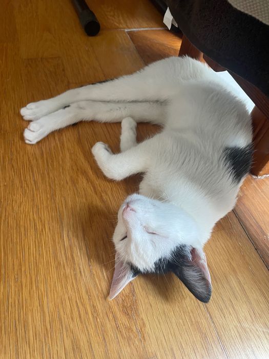 Gatos para adoção vacinados