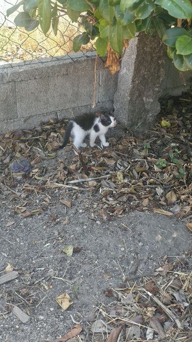 Gatinha para adopção responsavel