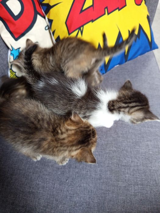 Piękne małe kotki do adopcji
