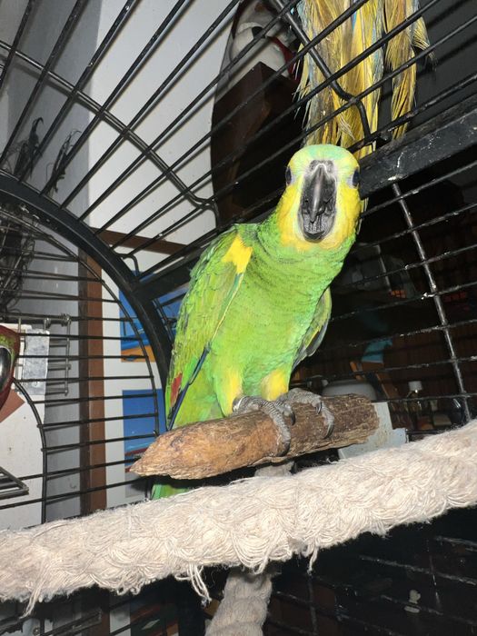 Papagaio xanthopteryx