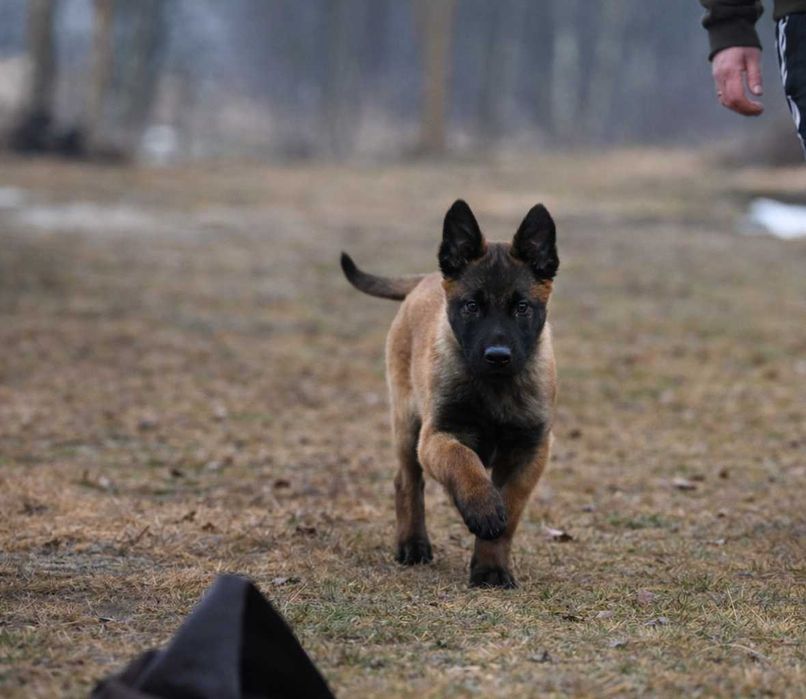 Owczarek belgijski malinois – piesek z rodowodem