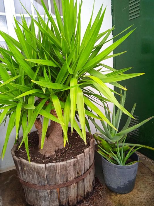 Vendo yuca grande, bonita para jardim