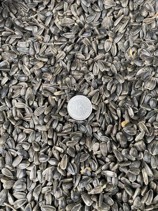 Насіння соняшнику Олійне