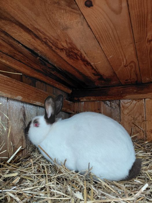 Sprzedam samca  kc kalifornijskiego