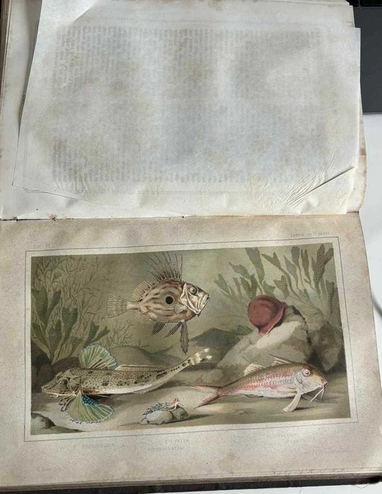 Das Leben im Wasser und das Aquarium G. Jäger 1868 Akwarystyka Ryby