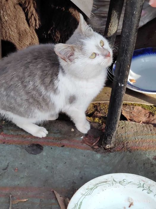 БЕЗКОШТОВНО віддамо в добрі руки кошенятко Сміла