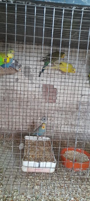 Piriquitos para ceder