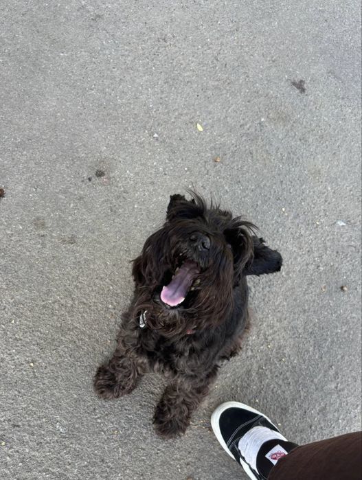 Вигул та перетримка вашого улюбленця