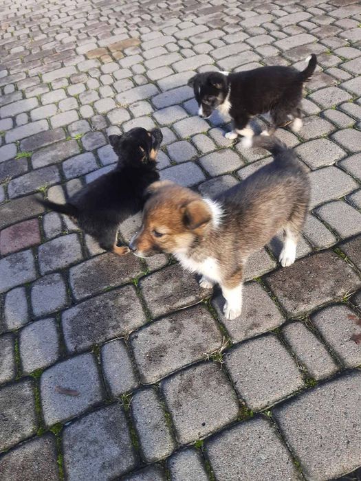 Собачки потребують домівки