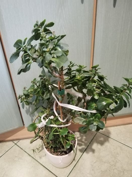 Sprzedam duży kwiat kalanchoe.