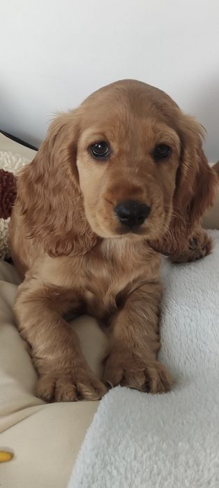 Wspaniała suczka  rodowodem. Cocker spaniel angielski