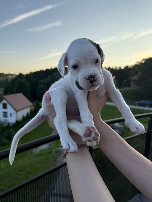Piekna biala suczka bokser z rodowodem