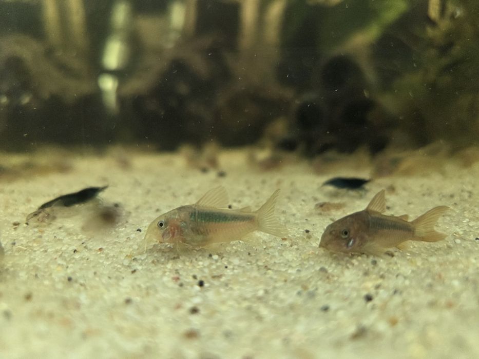 Kirysek Rdzawy młode 3cm WYSYŁKA