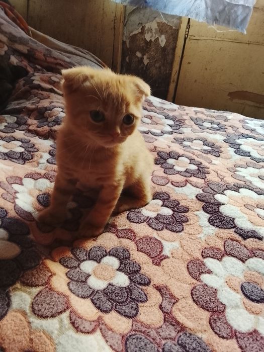 Кошенята Шотландські висловухі