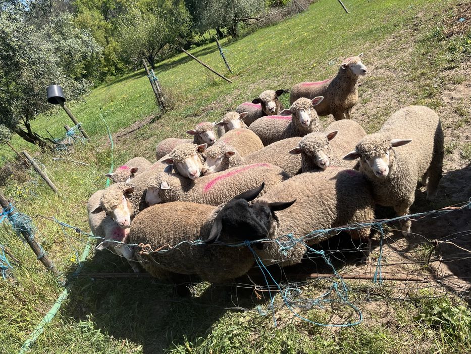 Vendo borregos /borregas ile de france