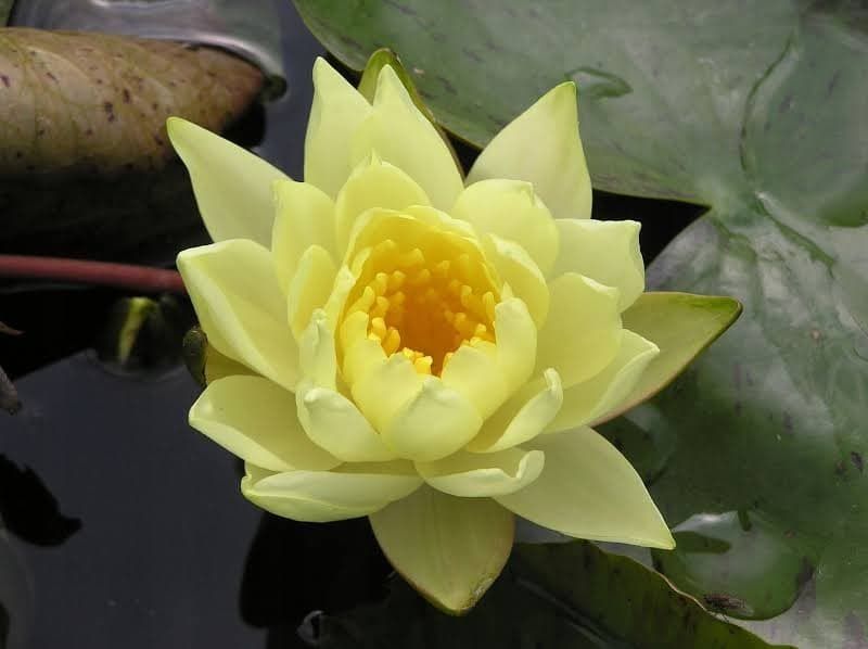 Rośliny do oczka wodnego i stawu