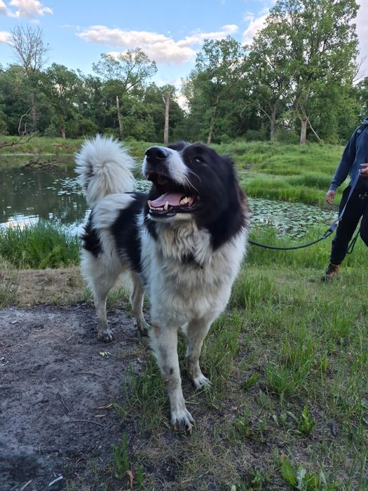 Hektor - pies w typie border collie XXL do adopcji lub do domu tymczasowego